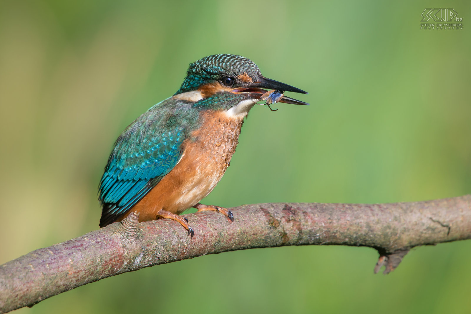 IJsvogels - IJsvogel met insect De ijsvogel is een van de mooiste vogelsoorten die in onze regio voorkomen. De ijsvogel (alcedo atthis) is een viseter met een fel blauw oranje vederkleed van ongeveer 16cm groot. De mannetjes zijn enkel van de vrouwtjes te onderscheiden door hun pikzwarte ondersnavel terwijl deze bij vrouwtjes een donkerrode vlek heeft.<br />
<br />
Ik heb al heel wat uren in mijn camouflage schuiltentje aan een vijver gezeten, maar vaak leverde het niet veel goede beelden op. Onlangs was het echter een topdag en een jonge vrouwelijke ijsvogel heeft urenlang visjes, insecten en vooral kikkers en kikkervisjes gevangen. Na elke duik vloog ze naar het takje voor m’n schuiltent om de prooi dood te slaan en op te peuzelen.  Af en toe werd de prooi in de lucht gegooid om deze daarna gemakkelijker via de snavel in de keel te laten glijden. Dat was genieten als natuurfotograaf.<br />
 Stefan Cruysberghs